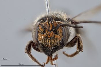 Media type: image;   Entomology 791113 Aspect: head frontal view